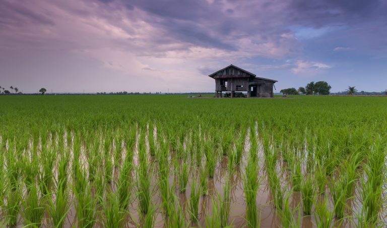 Juiz determina que produtor rural seja ressarcido de perdas de ICMS em R$ 1 m